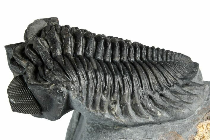 Bug-Eyed Coltraneia Trilobite Fossil - Ofaten, Morocco #354446